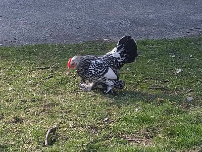 Wanderung der Naturfreunde - Römersteig - Dölsach - Debant