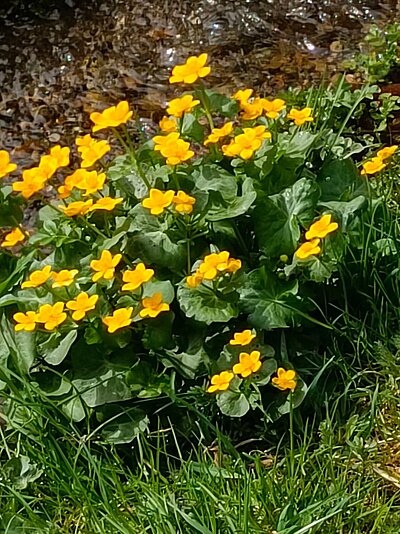 Wanderung der Naturfreunde - Speicherteich Moosalm