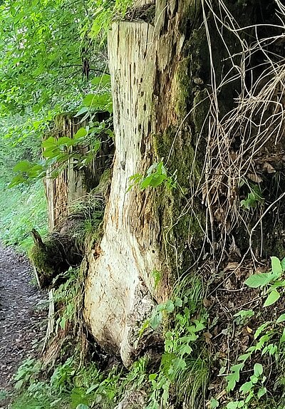 Schattseitenrunde der Naturfreunde
