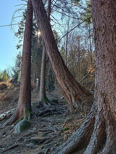 Wanderung der Naturfreunde - Reiter Kirchl