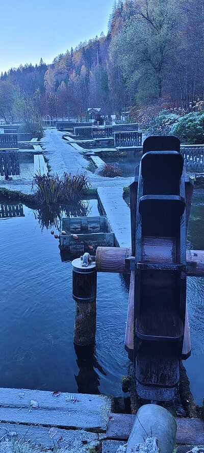 Wanderung der Naturfreunde - Tristachersee und Alter See Runde