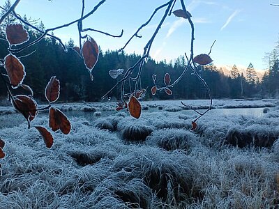 Wanderung der Naturfreunde - Tristachersee und Alter See Runde