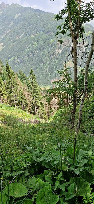 11. Seniorenwanderung der Naturfreunde - Penzelberg