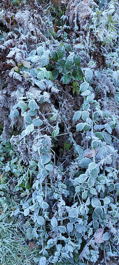 Wanderung der Naturfreunde - Tristachersee und Alter See Runde