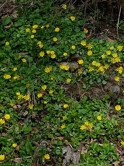 Wanderung der Naturfreunde - Zick Zack Steig
