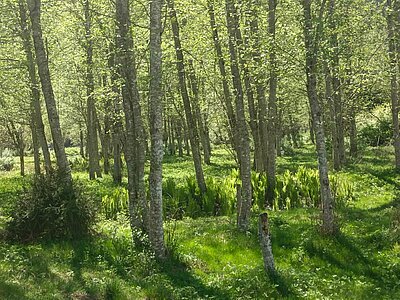 Wanderung der Naturfreunde - Iseltrail 1 (Pfister bis Glanzer Brücke)