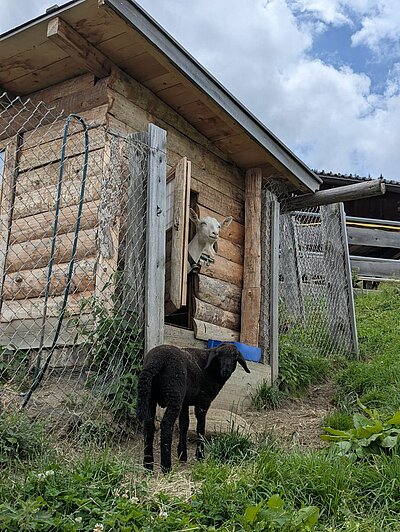Wanderung der Naturfreunde - Lainacher Kuhalm - Ronahütte