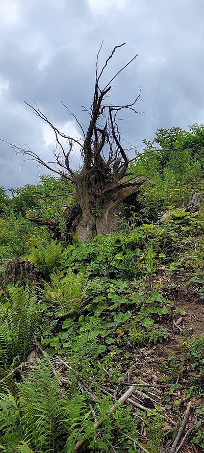 15. Seniorenwanderung der Naturfreunde - Weißensee