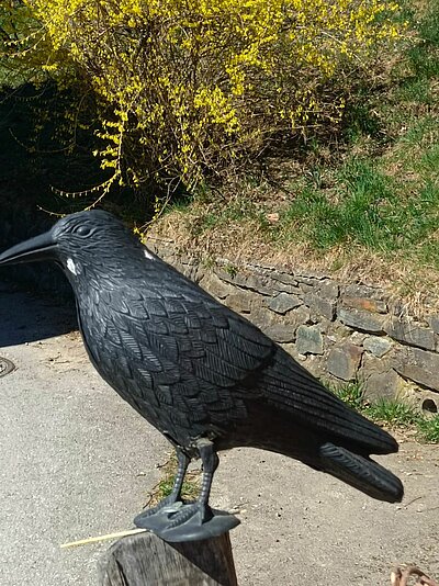 Wanderung der Naturfreunde - Ruine Walchenstein