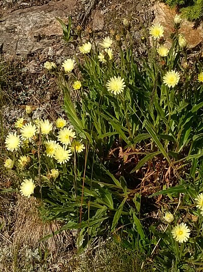 Wanderung der Naturfreunde - Stanitzkopf und/oder Obere Zraunighütte