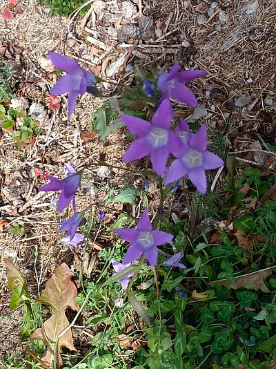 Wanderung der Naturfreunde - Peterskirchl Toblach/Aufkirchen