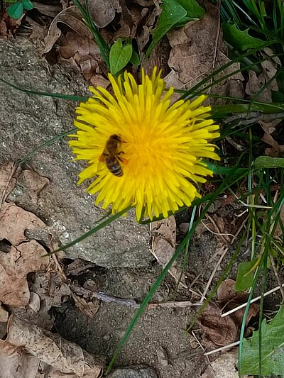 Wanderung der Naturfreunde - Zick Zack Steig