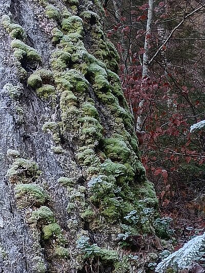Wanderung der Naturfreunde - Tristachersee und Alter See Runde