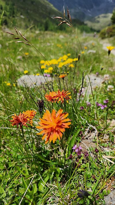 Wanderung der Naturfreunde - Lienzer Hütte