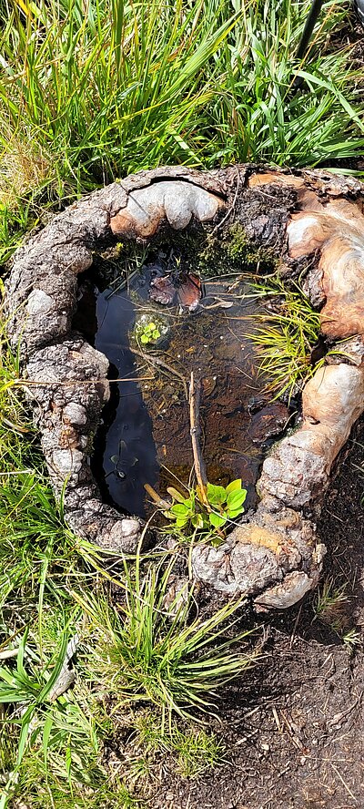 Wanderung der Naturfreunde - Dreischusterhütte