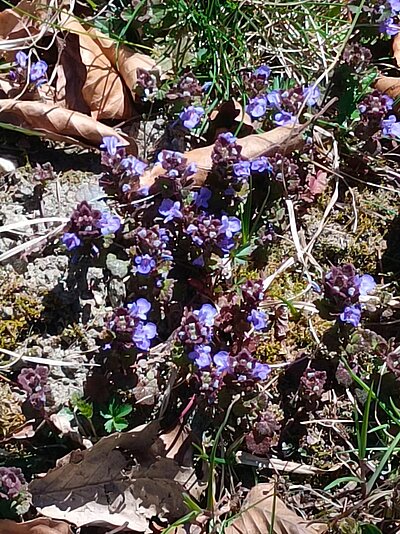 Wanderung der Naturfreunde - Ruine Walchenstein
