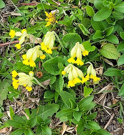 4. Seniorenwanderung der Naturfreunde - Römersteig