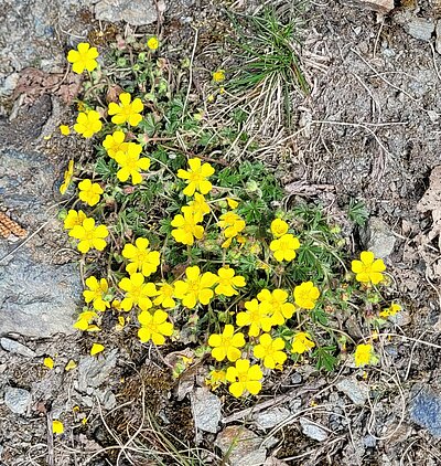 Wanderung der Naturfreunde - Zick Zack Steig