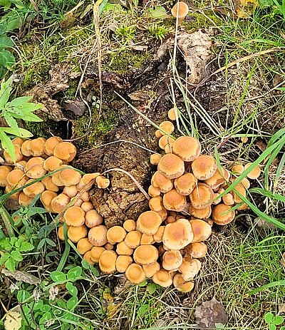 Wanderung der Naturfreunde - Kollreiderweg und Tassenbacher Stausee Umrundung