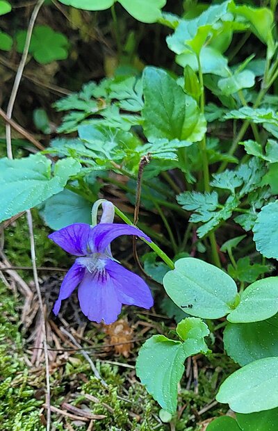 Wanderung der Naturfreunde - Iseltrail 1 (Pfister bis Glanzer Brücke)