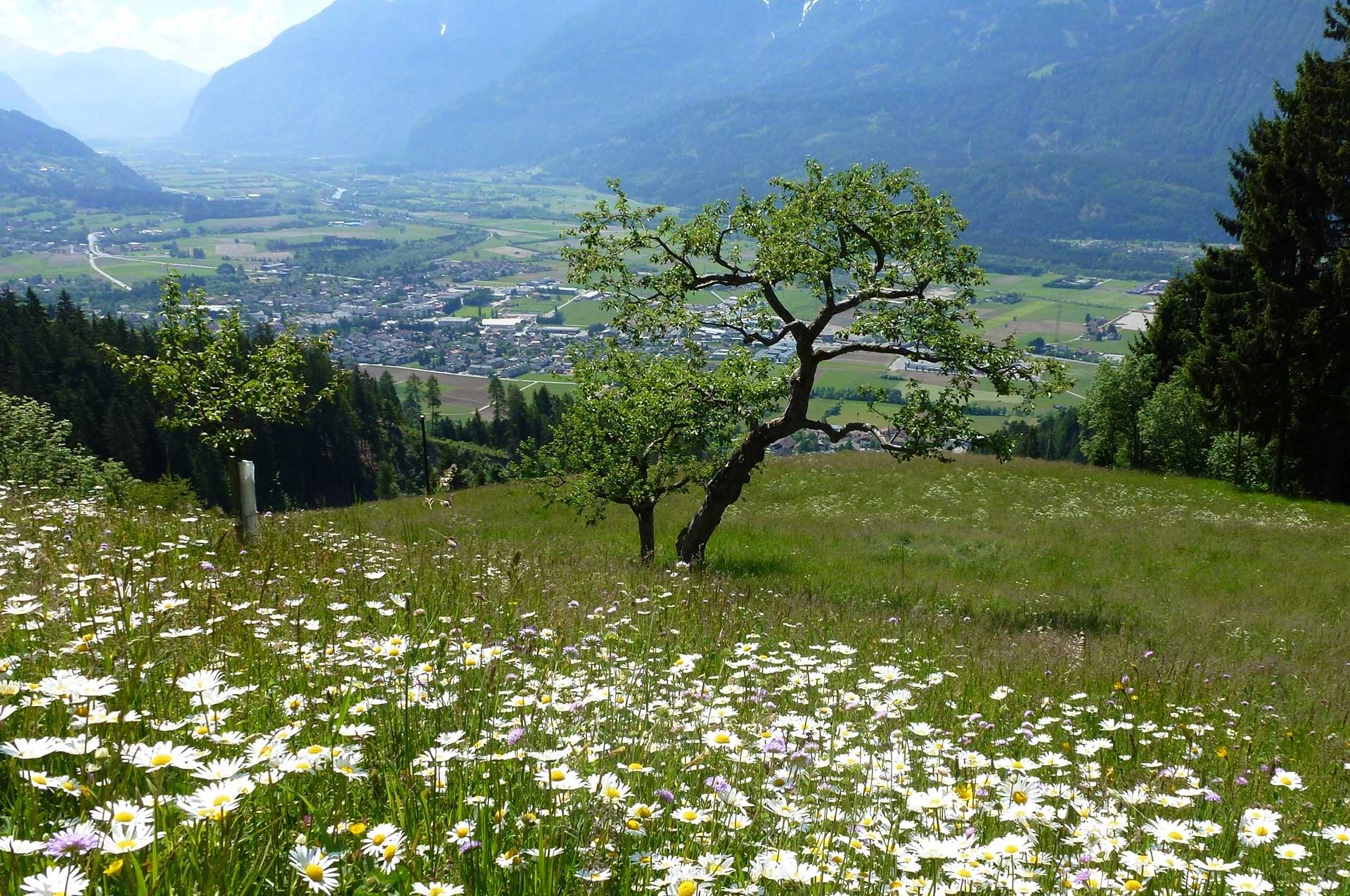 Frühlingsblüte